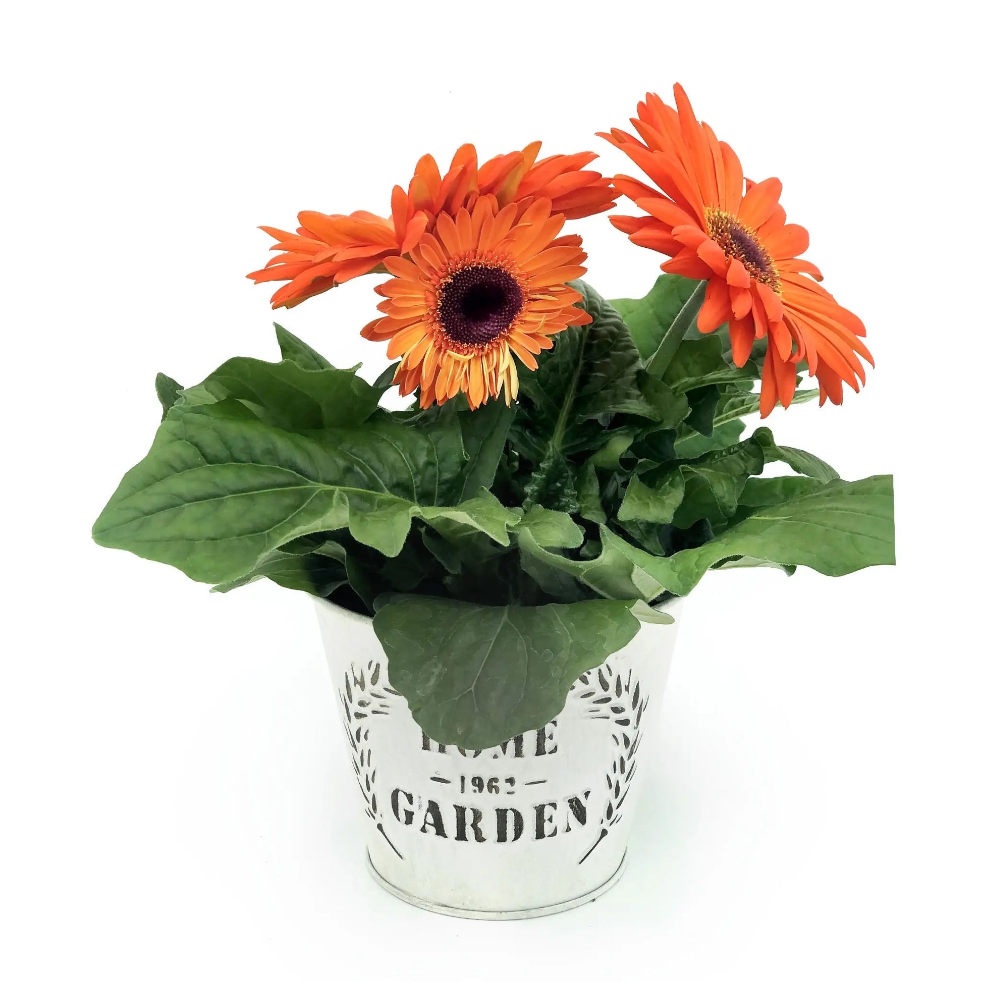 Gerbera Fleuressence 
