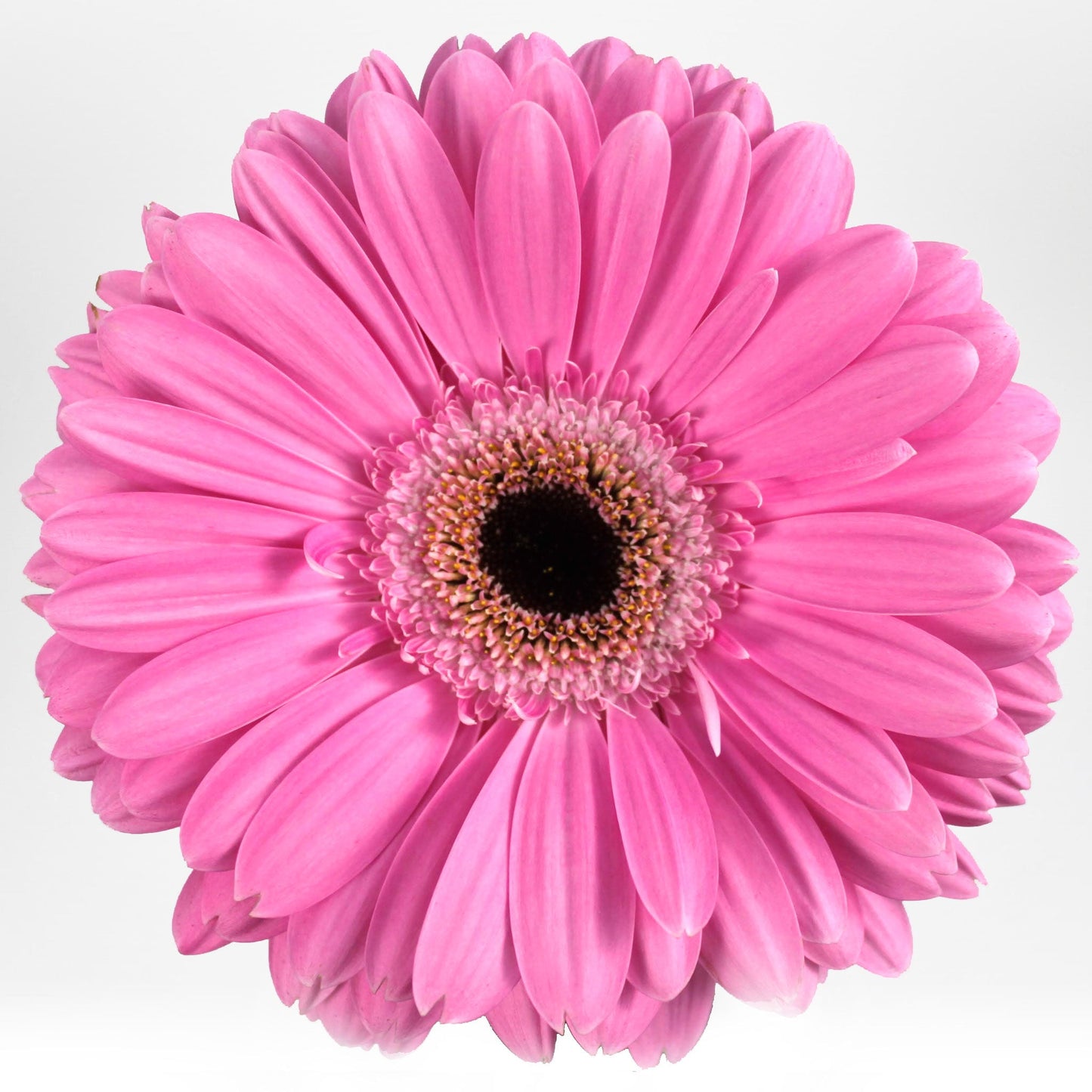 Gerbera Fleuressence 