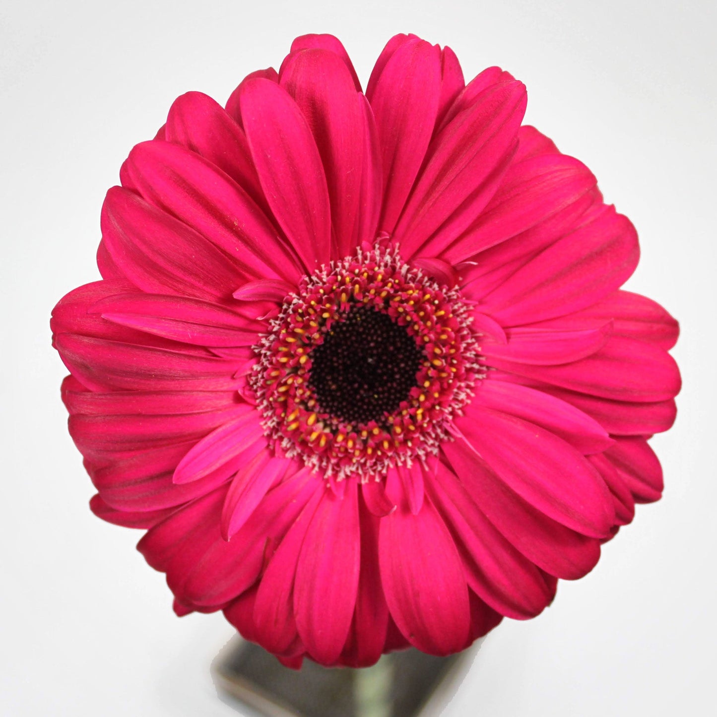 Gerbera Fleuressence 