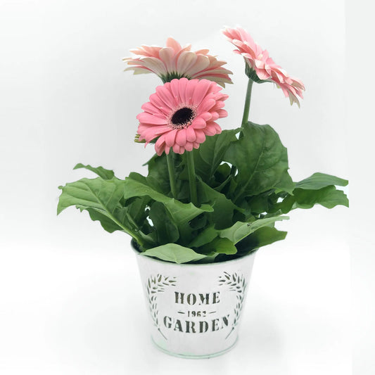 Gerbera Fleuressence 