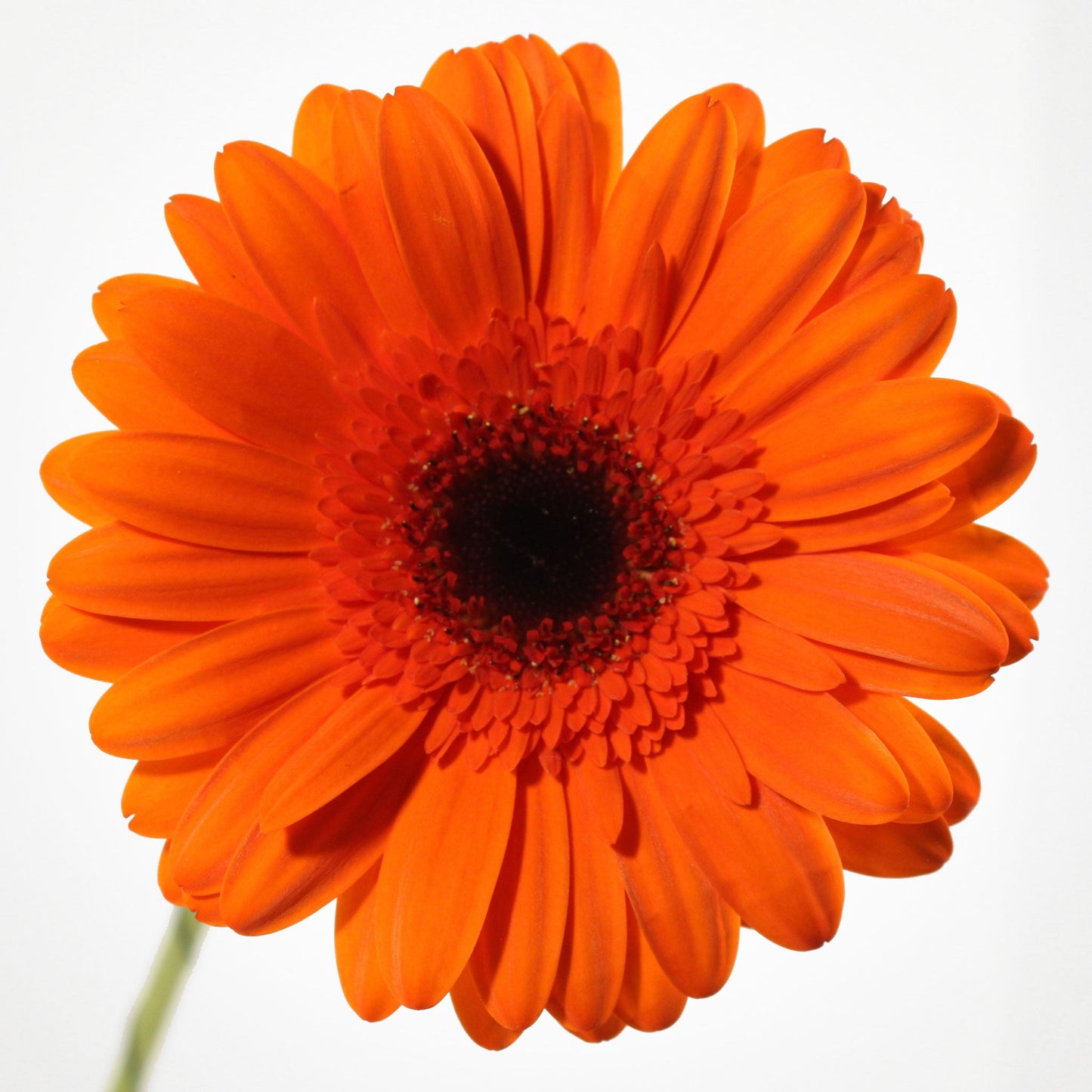 Gerbera Fleuressence 