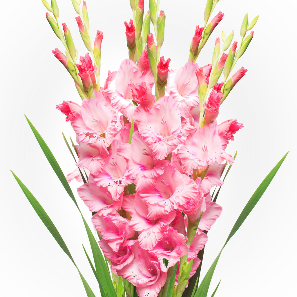 Gladiolus Bouquet Fleuressence 