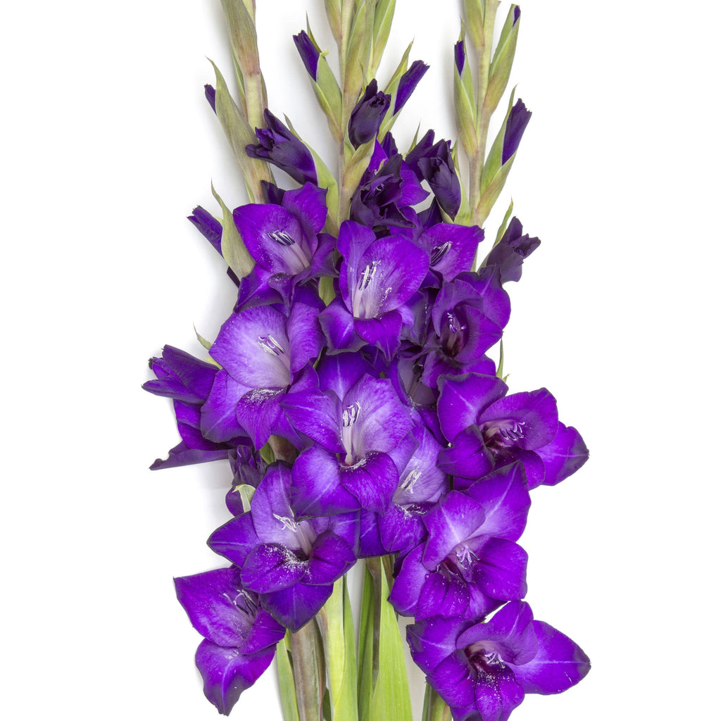 Gladiolus Bouquet Fleuressence 