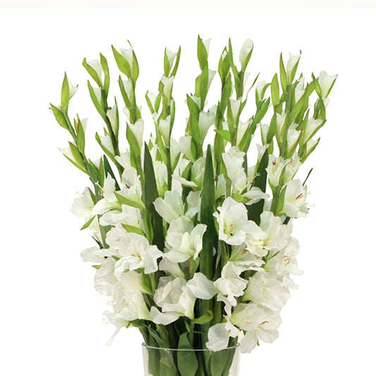 Gladiolus Bouquet Fleuressence 