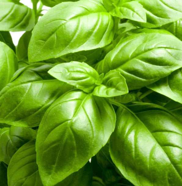 Greek Basil Fleuressence 