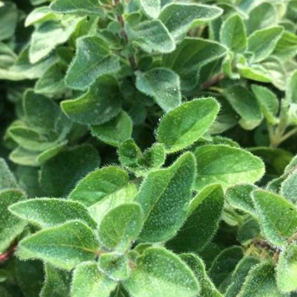 Greek Oregano Fleuressence 