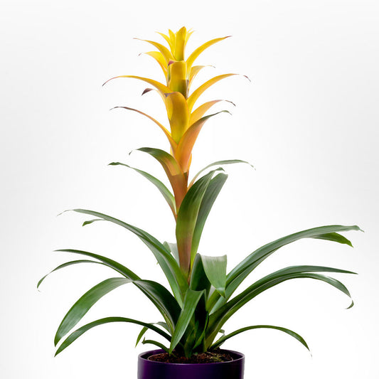 Guzmania Fleuressence 