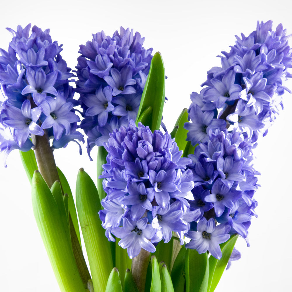 Hyacinth Bouquet Fleuressence 