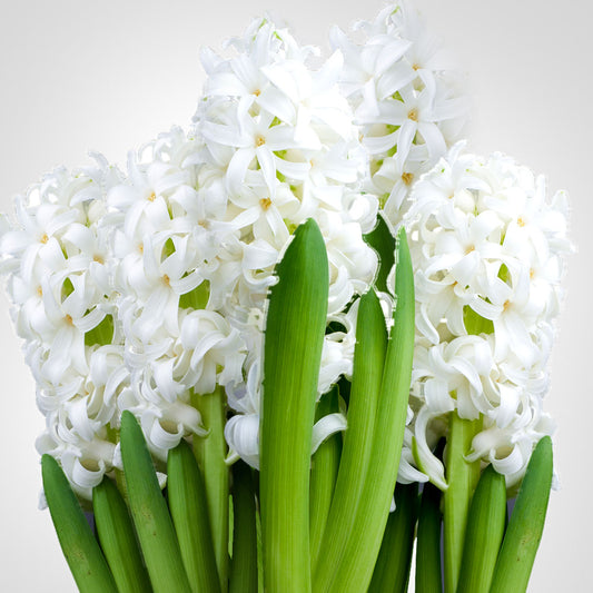 Hyacinth Bouquet Fleuressence 