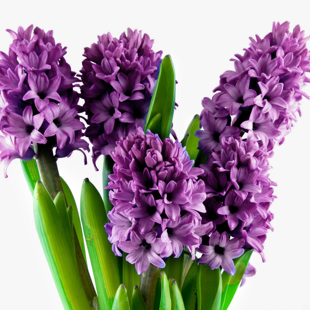 Hyacinth Bouquet Fleuressence 