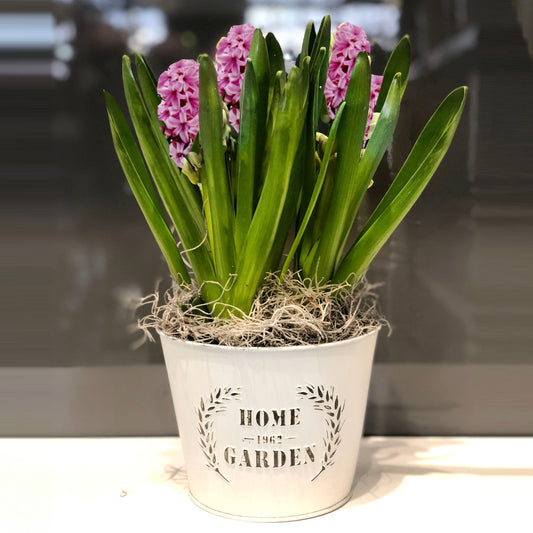 Hyacinth Plant Fleuressence 