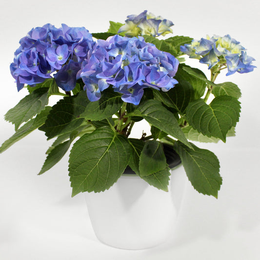 Hydrangea Fleuressence 