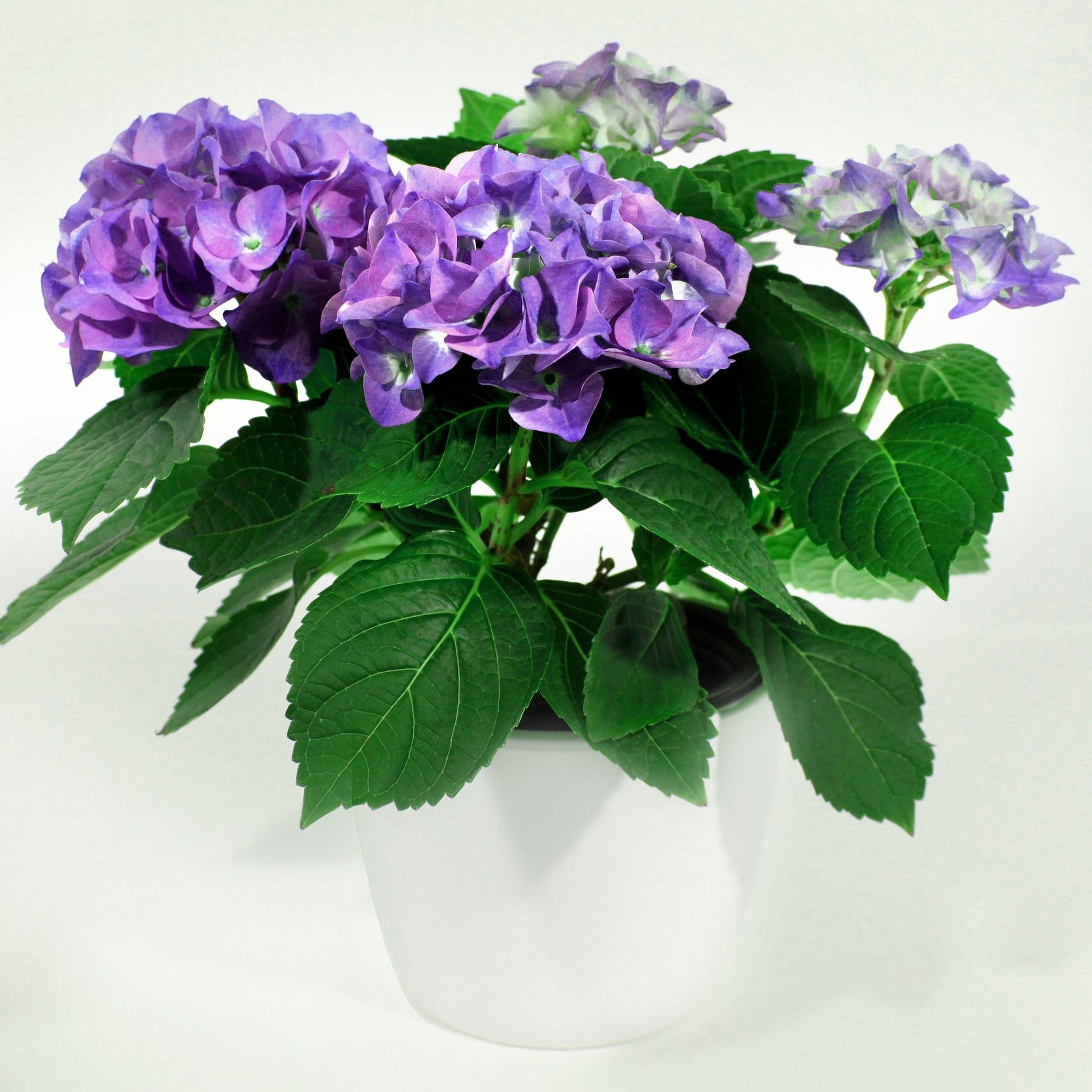 Hydrangea Fleuressence 