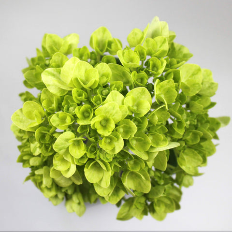 Hydrangea Green Fleuressence 