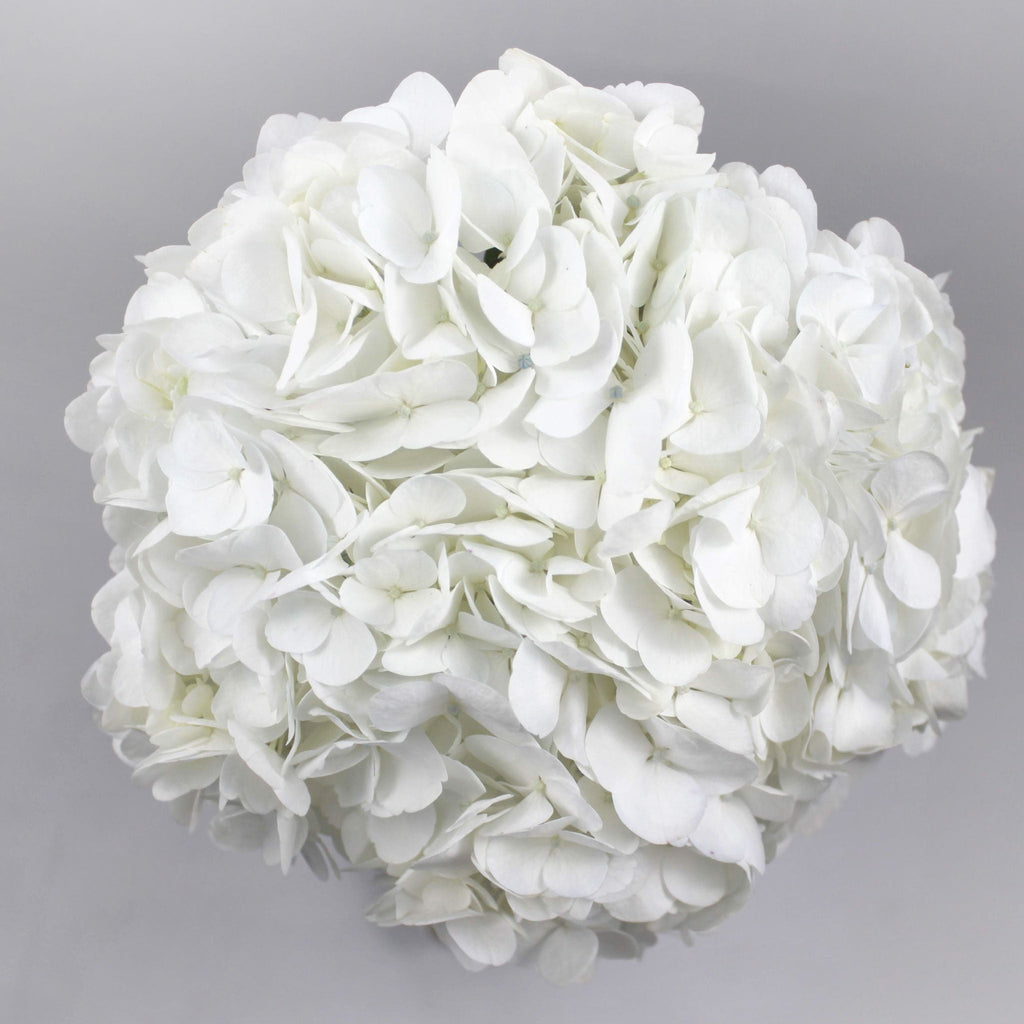 Hydrangea White Fleuressence 