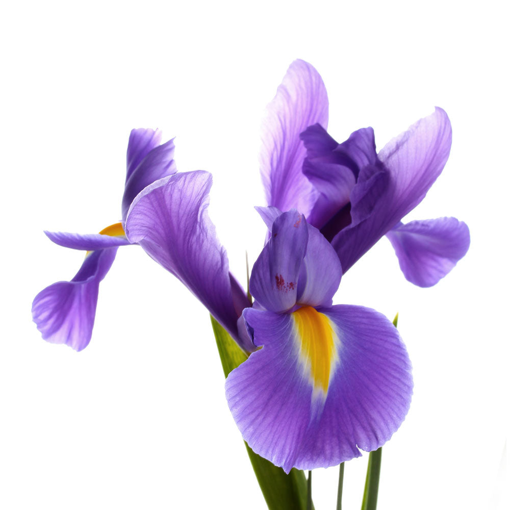 Iris Fleuressence 