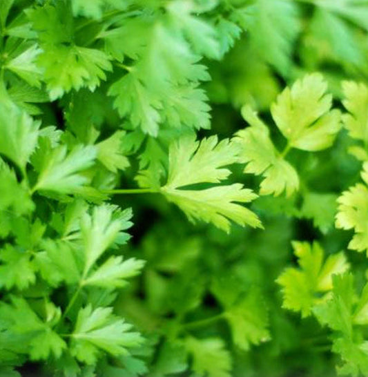 Italian Parsley Fleuressence 