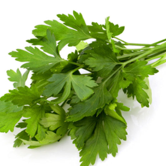 Italian Parsley Fleuressence 