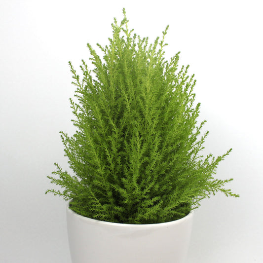 Lemon Cypress Fleuressence 