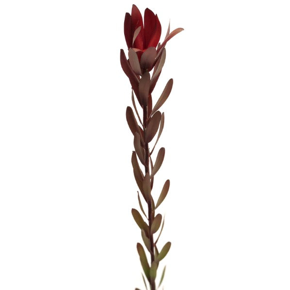 Leucadendron Fleuressence 