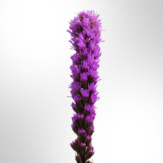 Liatris Fleuressence 