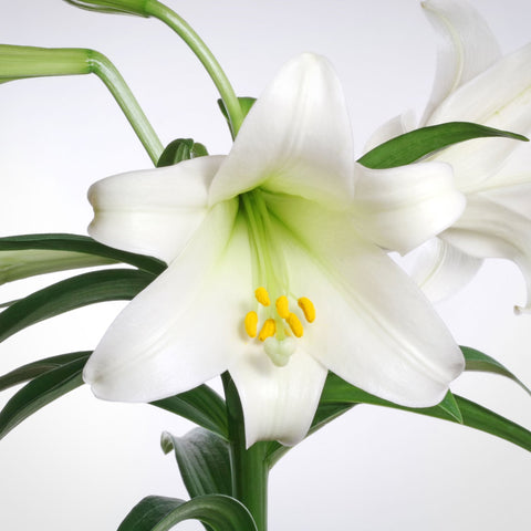 Lily Oriental Fleuressence 