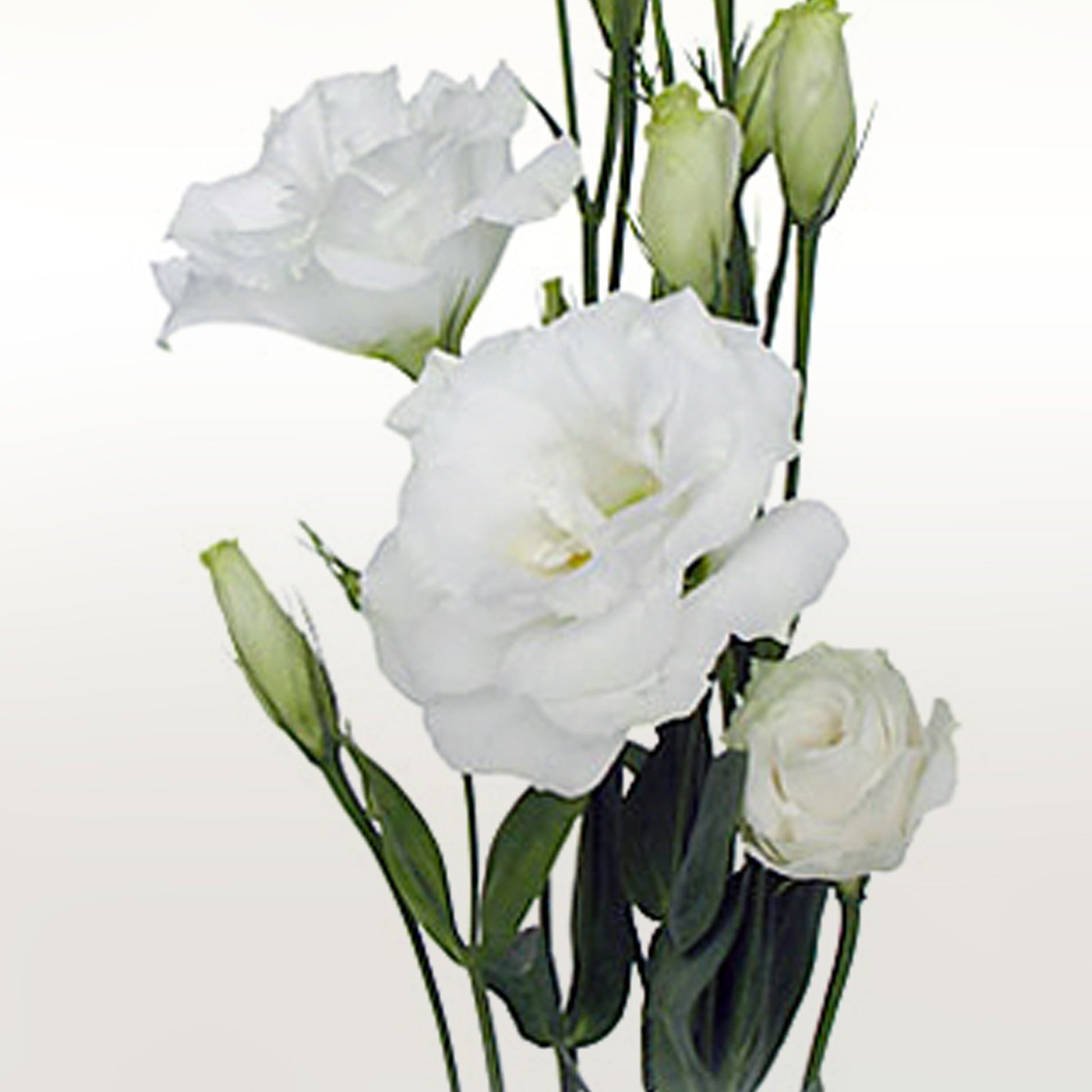 Lisianthus Fleuressence 