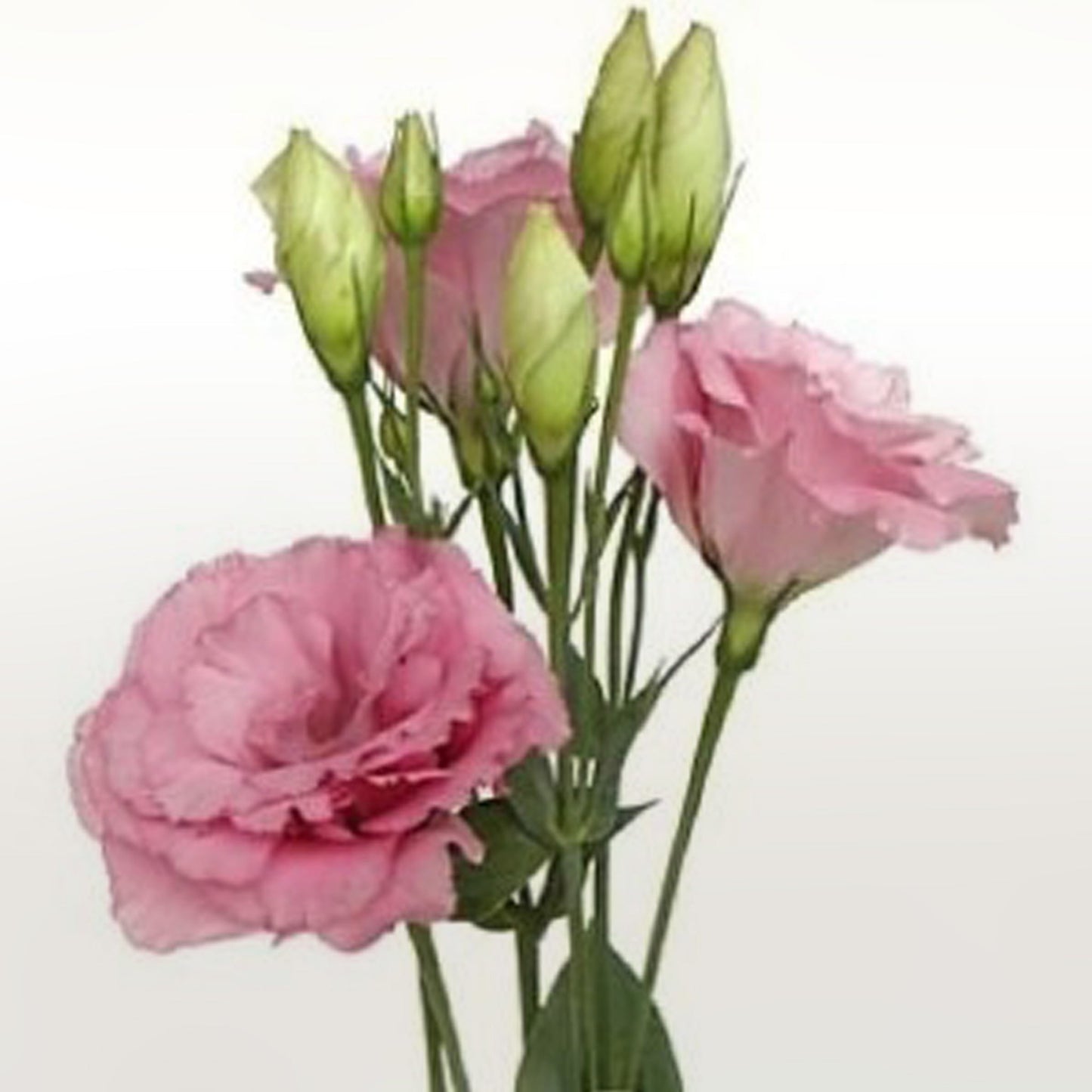 Lisianthus Fleuressence 