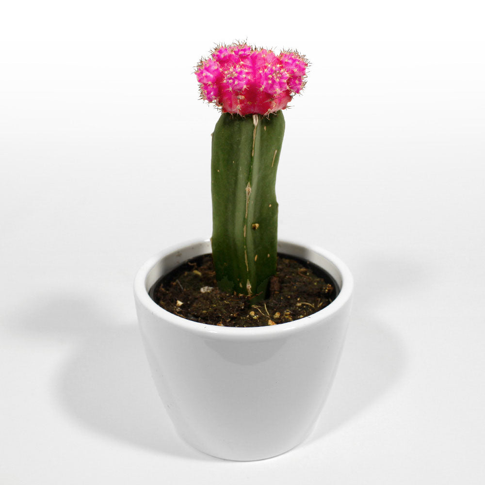 Moon Cactus Fleuressence 