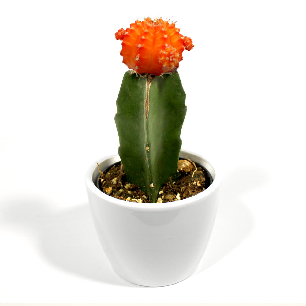 Moon Cactus Fleuressence 