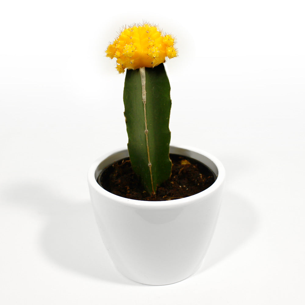 Moon Cactus Fleuressence 