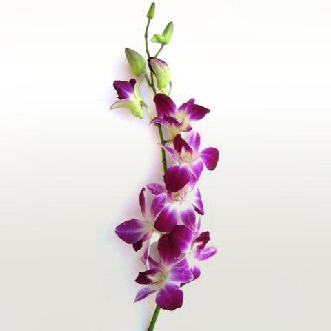 Orchid Dendrobium Fleuressence 