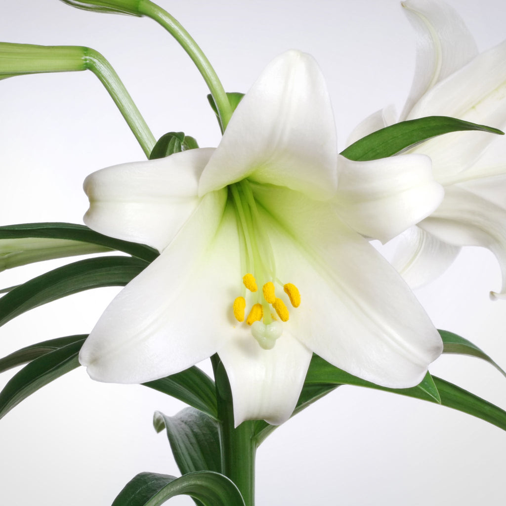 Oriental Lily Fleuressence 