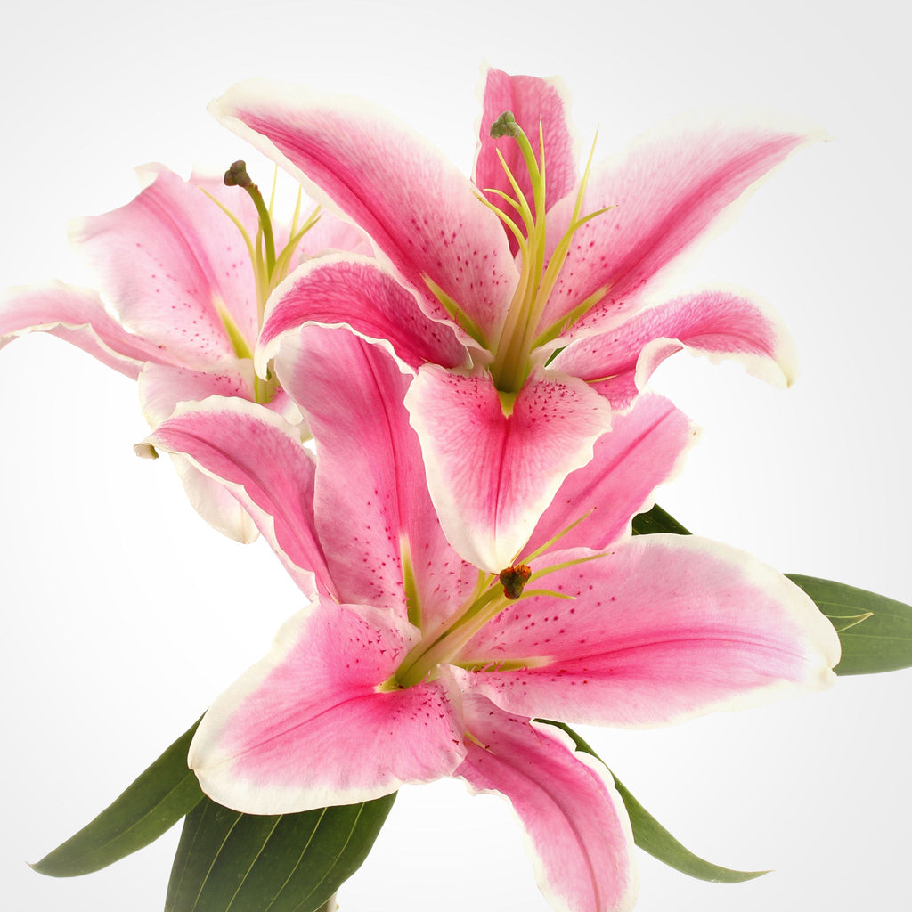 Oriental Lily Fleuressence 