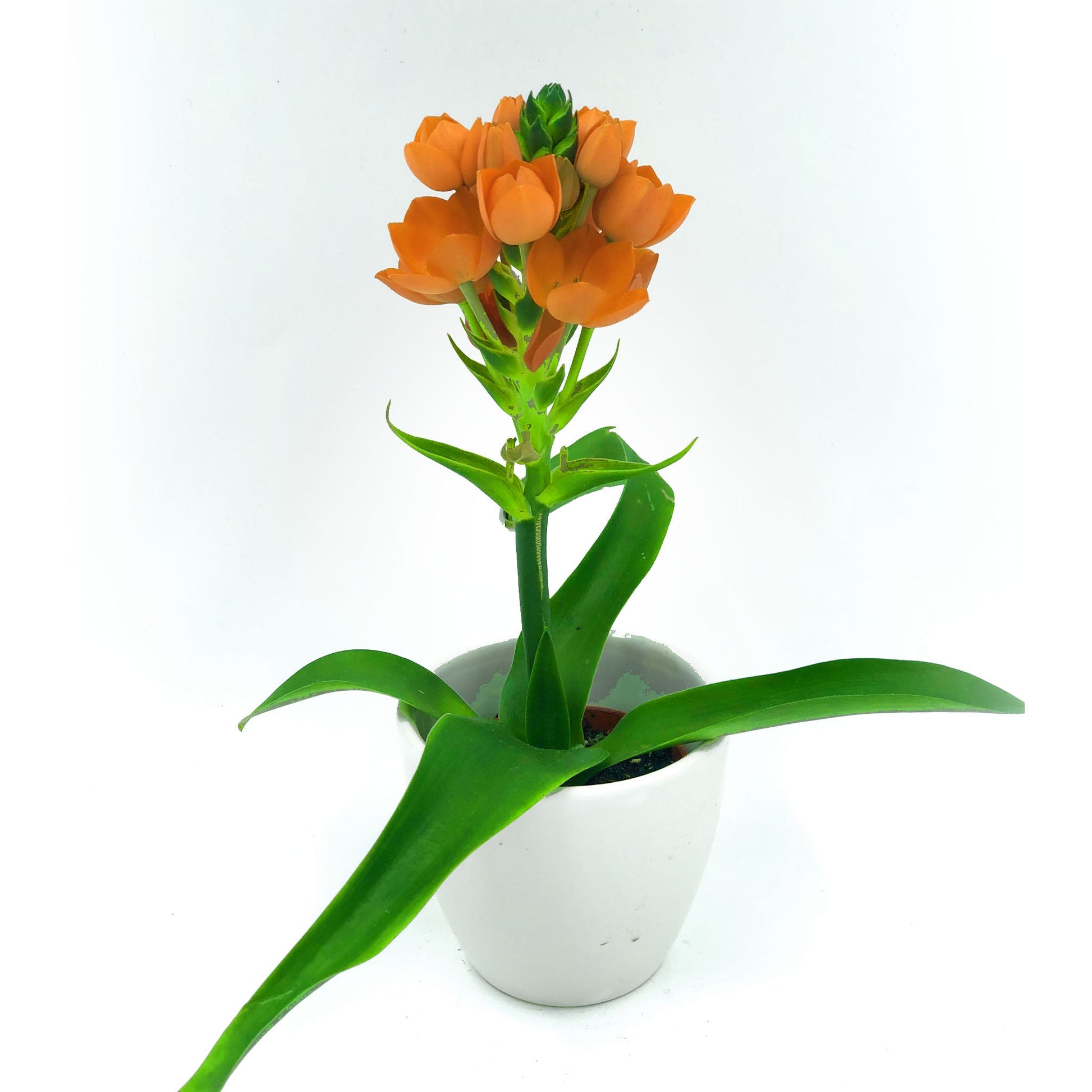 Ornithogalum Fleuressence 