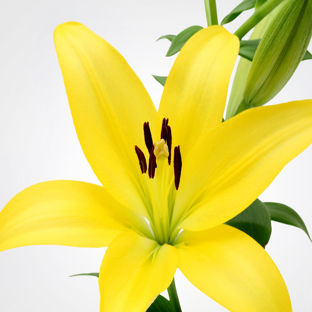 PSC-Asiatic Lily Fleuressence 