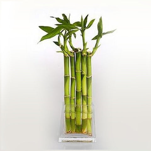 PSC-Bamboo Fleuressence 