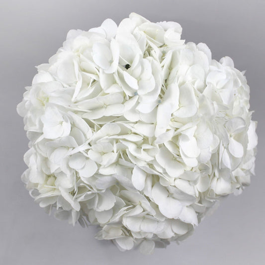 PSC-Hydrangea Fleuressence 