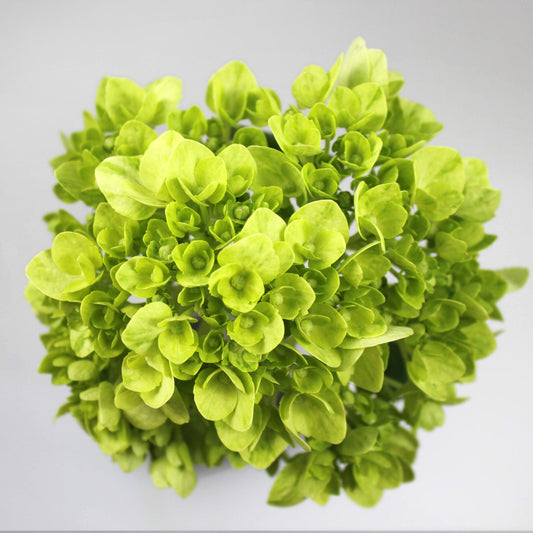 PSC-Hydrangea Green Fleuressence 