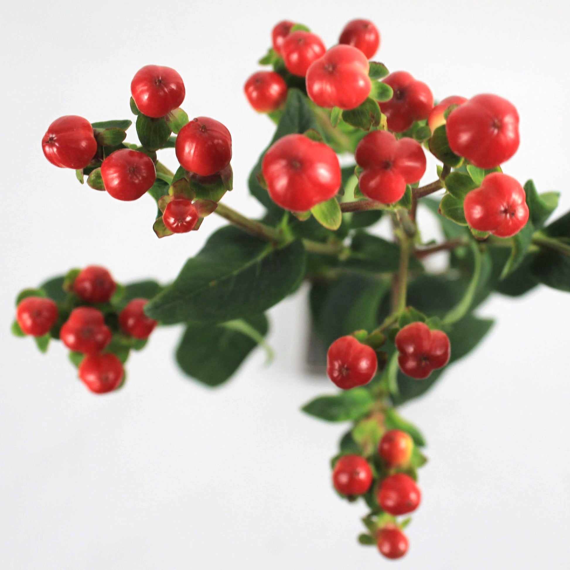 PSC-Hypericum Berry Fleuressence 