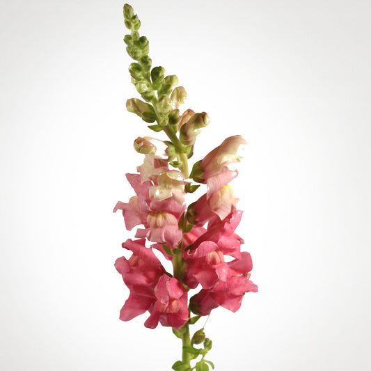 PSC-Snap Dragon Fleuressence 