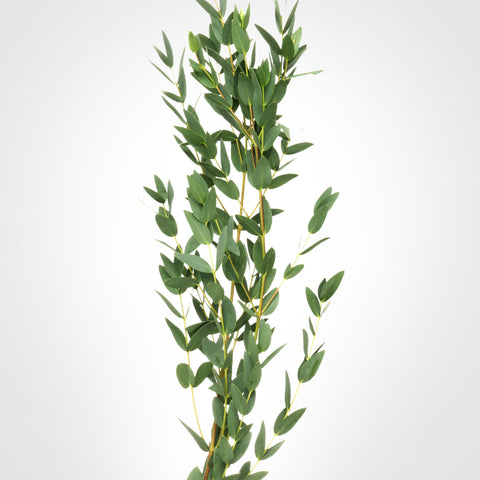 Parvifolia Fleuressence 