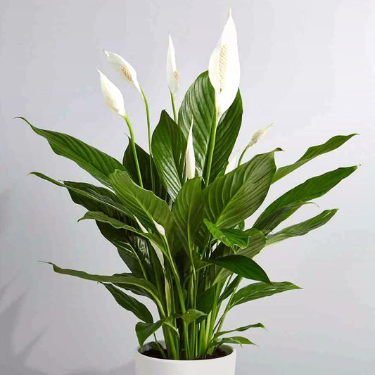 Peace Lily Fleuressence 