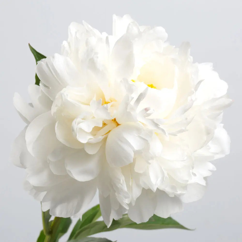 Peony Fleuressence 