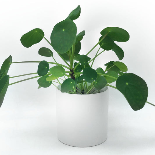 Pilea Fleuressence 