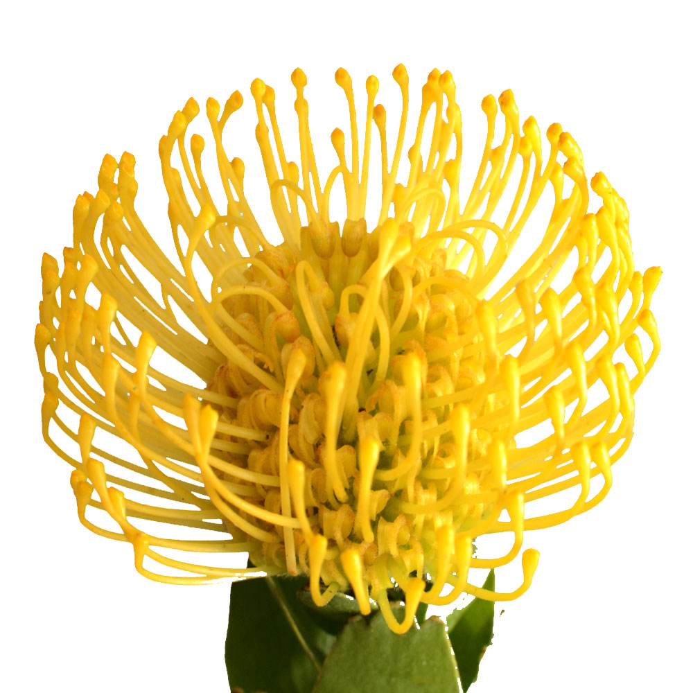 Pincushion Fleuressence 