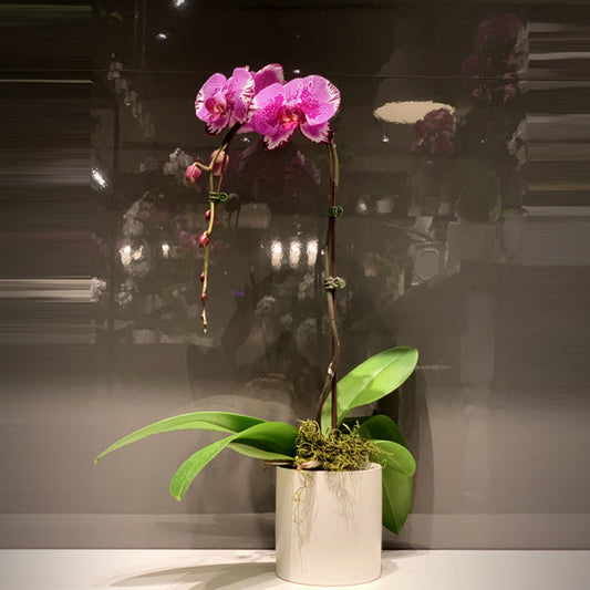 Pink Dot Single Stemmed Cascading Phalaenopsis Orchid Fleuressence 