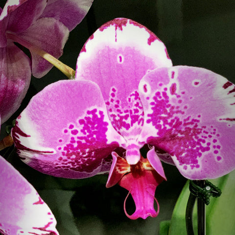 Pink Dot Single Stemmed Cascading Phalaenopsis Orchid Fleuressence 