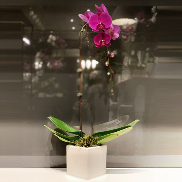 Pink Single Stemmed Cascading Phalaenopsis Orchid Fleuressence 