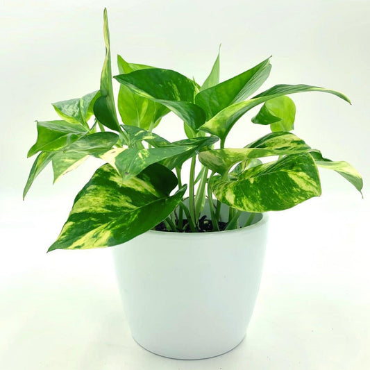 Pothos Golden Fleuressence 